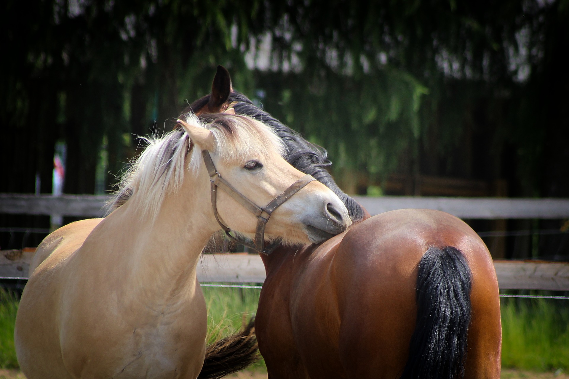 horses-3828012_1920